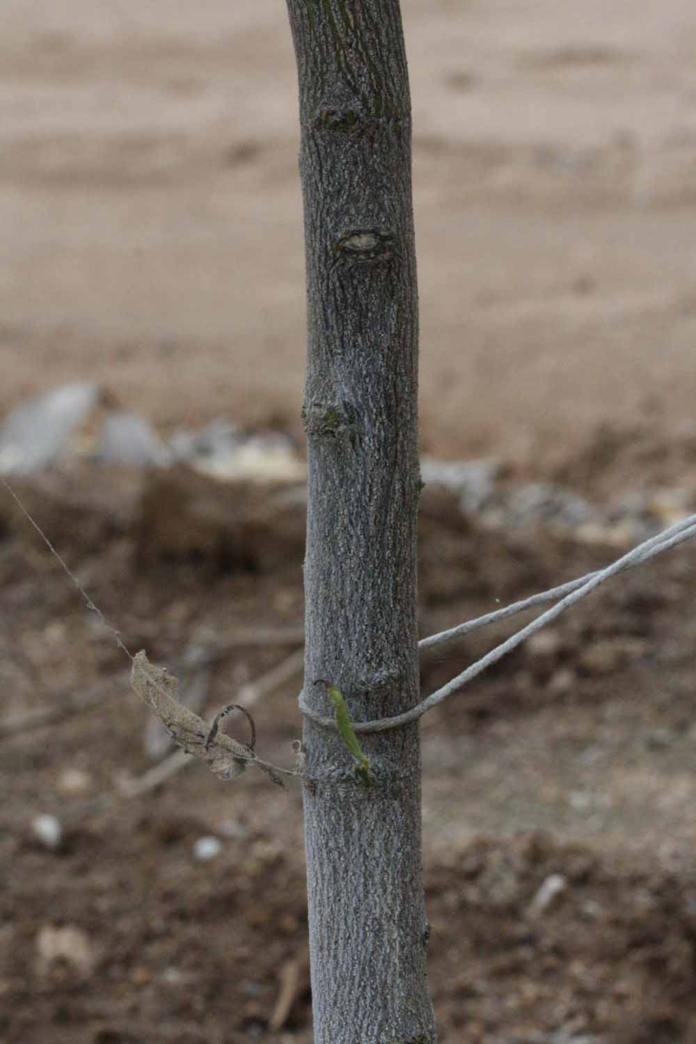              Bark (SRA 63, Riverside, CA)       